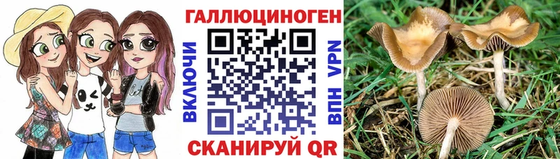 Галлюциногенные грибы Magic Shrooms  Купить где  Новосокольники 